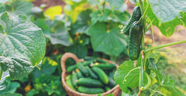 Oregon Gardeners Are Using These Simple Tricks To Double Their Cucumber Harvest