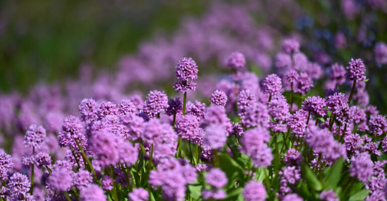Oregon Gardeners Should Try These Native Wildflowers Instead Of Annuals