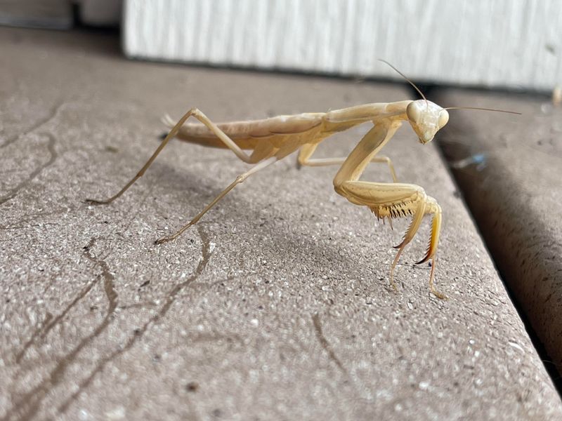 Oregon Gardens May See Native And Introduced Mantises