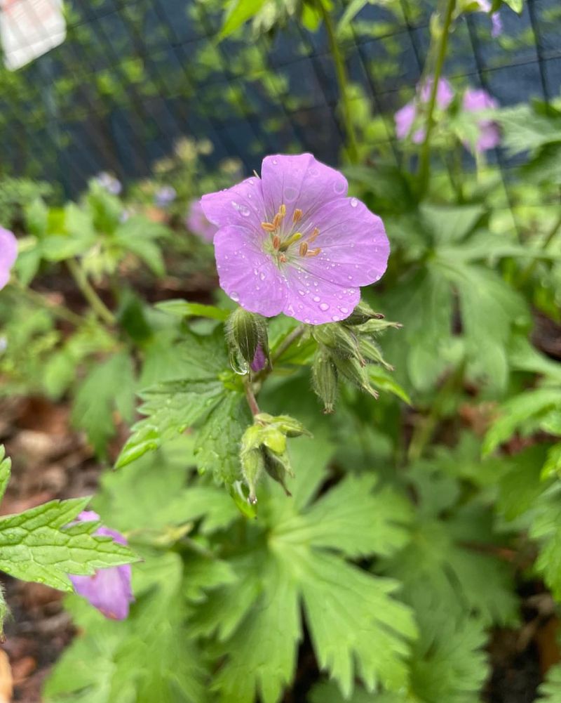 Oregon Geranium