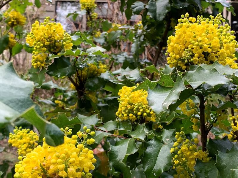 Oregon Grape Could Be The Quiet Backbone Your Garden Needs Oregon Grape Could Be The Quiet Backbone Your Garden Needs