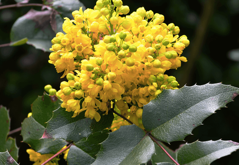 Oregon Grape Looks Extra Fresh After Spring Rain