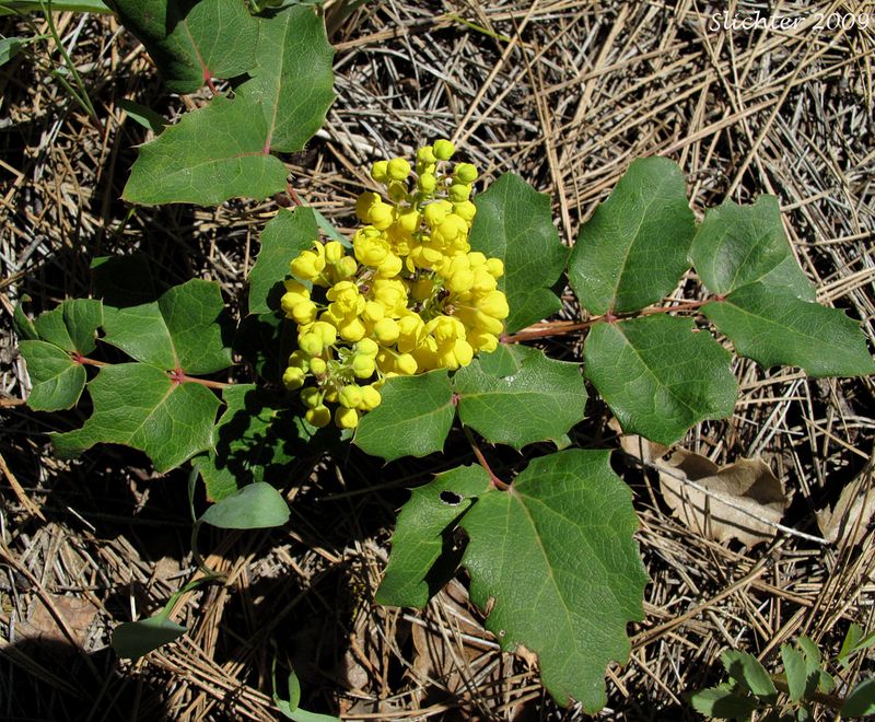 Oregon Grape 