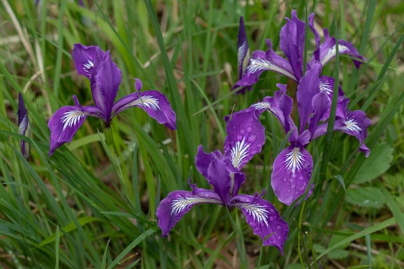 Oregon Iris Oregon Iris