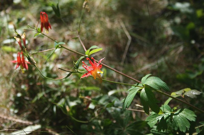 Western Columbine Lights Up Shady Gardens