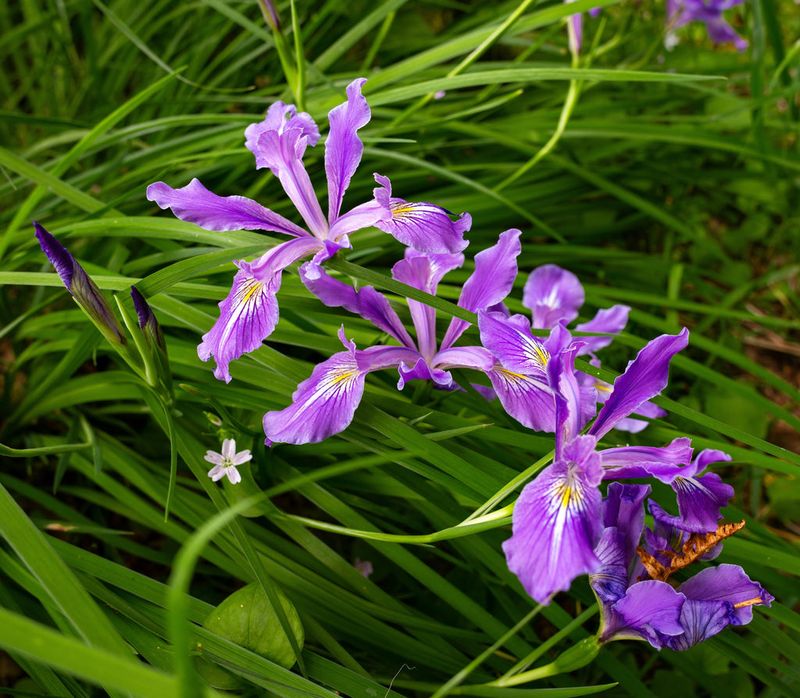 Oregon Iris Brings Pollinators Without Spreading Wild Oregon Iris Brings Pollinators Without Spreading Wild