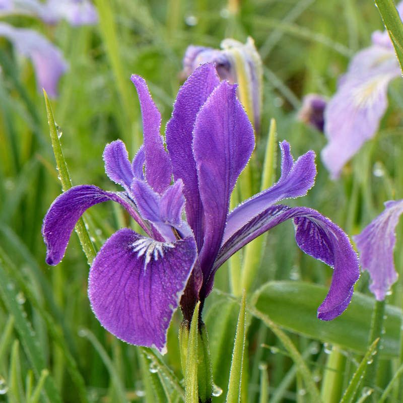 Oregon Iris Handles Dry Summers Once Established