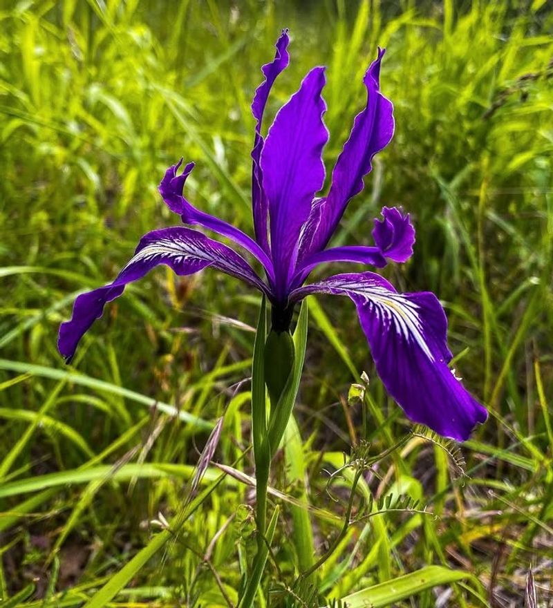 Oregon Iris