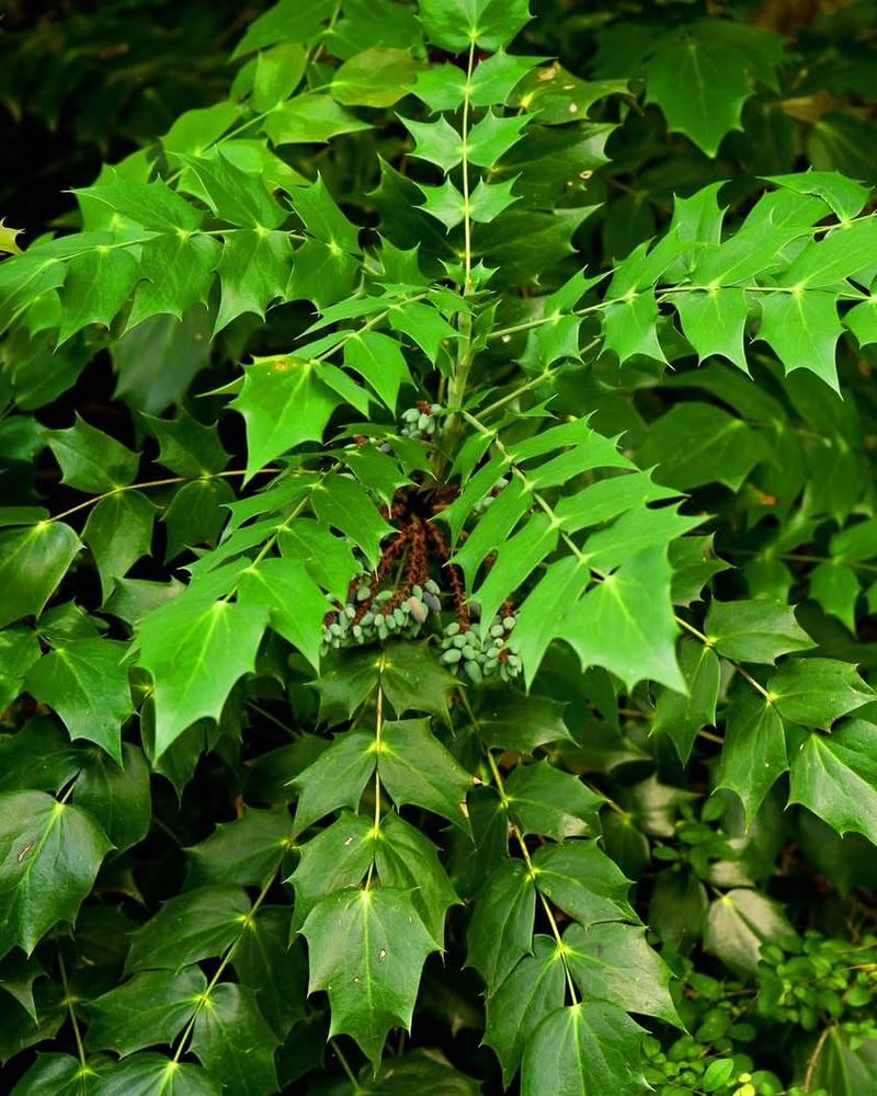 Oregon Myrtle