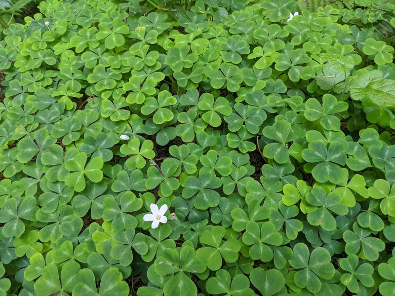 Oregon Oxalis