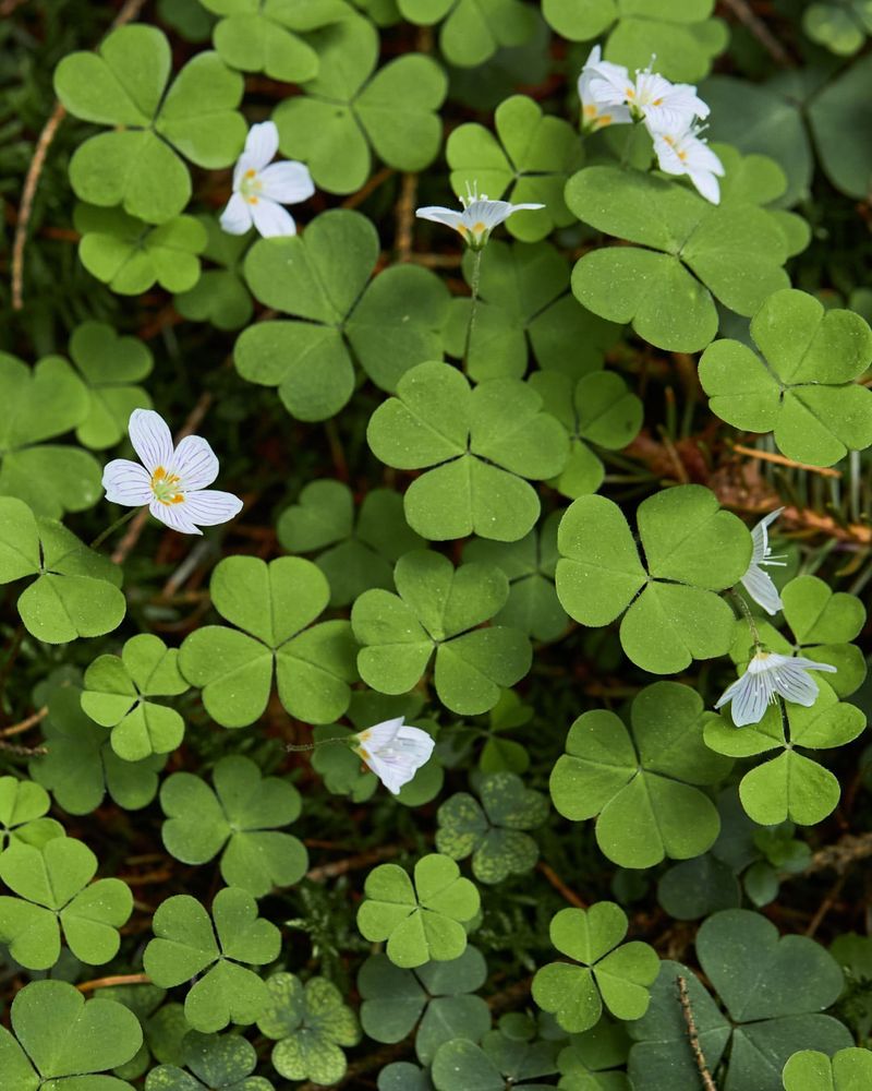 Oregon Oxalis