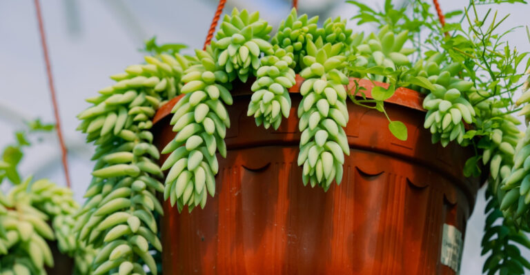 Oregon Perennials For Pots And Containers That Keep Coming Back Year After Year