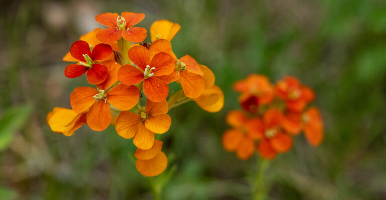 Oregon Perennials That Bloom From Spring Through Fall