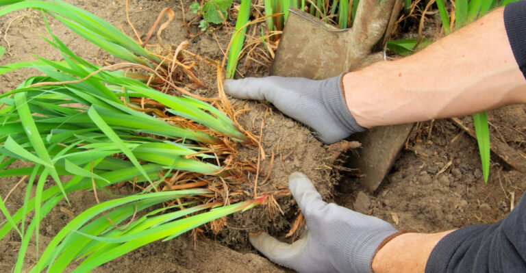 Oregon Perennials That Practically Multiply Themselves When You Divide And Replant