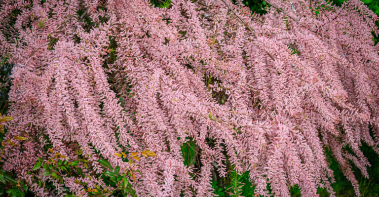 Oregon Plants That Can Get Homeowners In Trouble If Not Removed