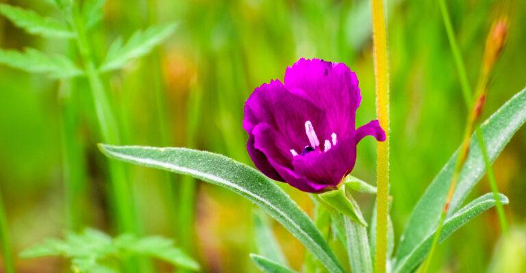 Oregon Plants You’ll Never Need To Replant In Your Garden