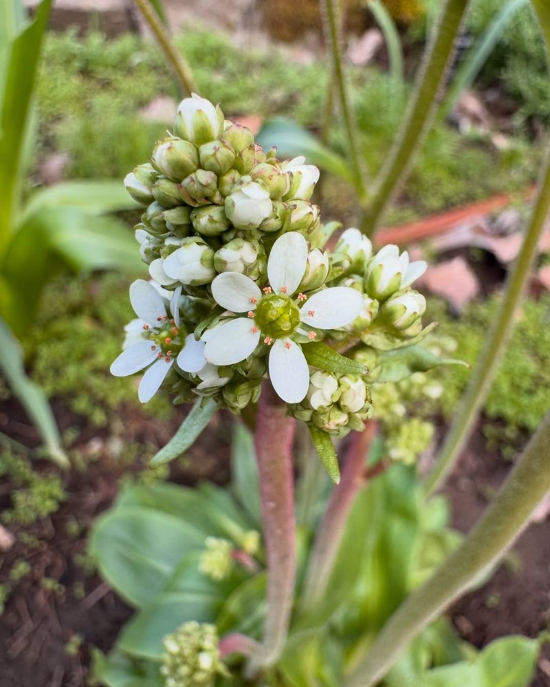 Oregon Saxifrage