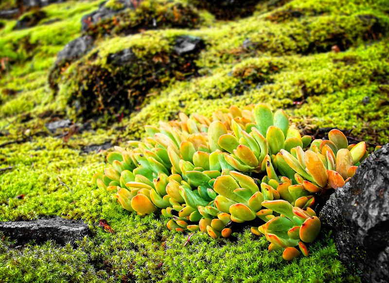 Oregon Stonecrop