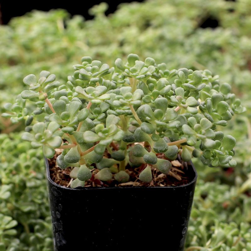 Oregon Stonecrop Handles Dry, Sunny Bed Edges