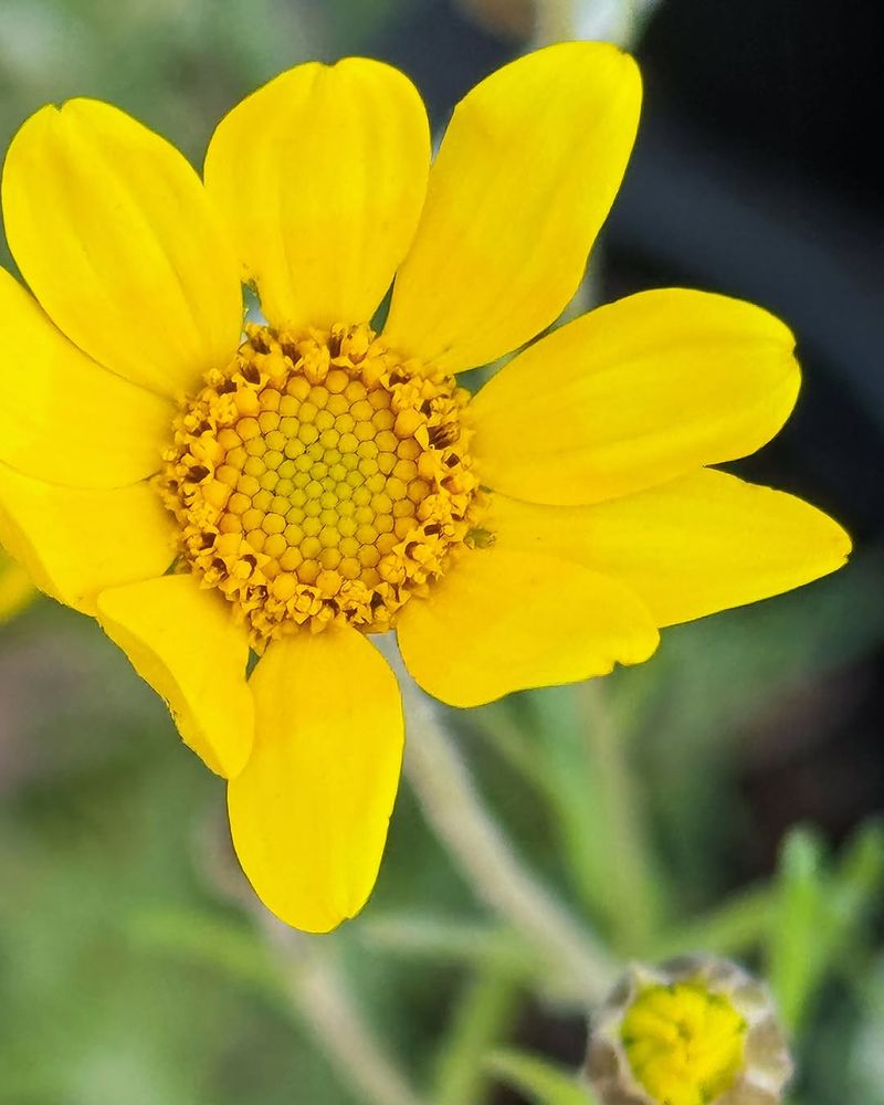 Oregon Sunshine Adds Bright Native Color