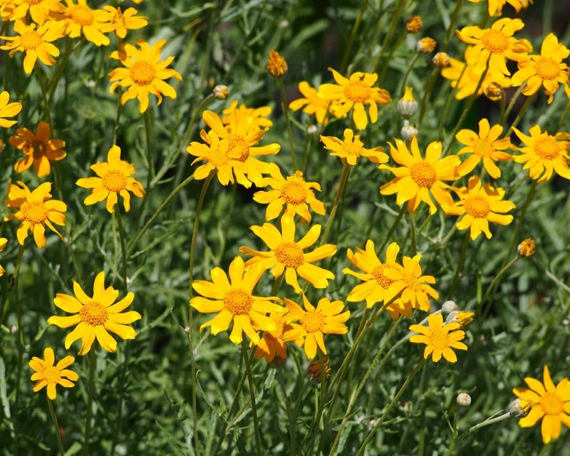 Oregon Sunshine Brightens Dry Summer Beds