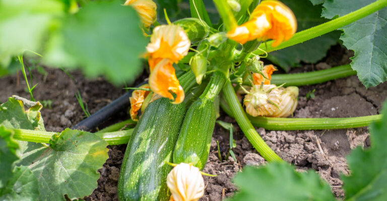 Oregon Vegetables You Can Still Plant In May For A Summer Harvest