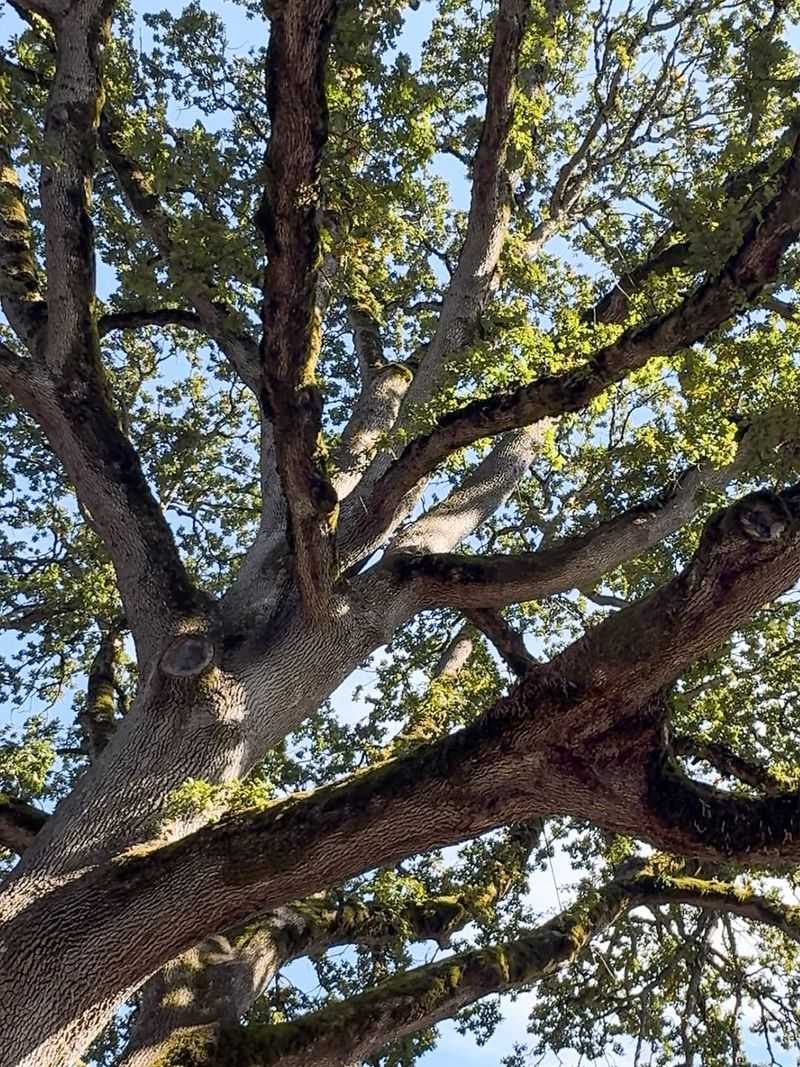 Oregon White Oak Brings Strength To Larger Yards