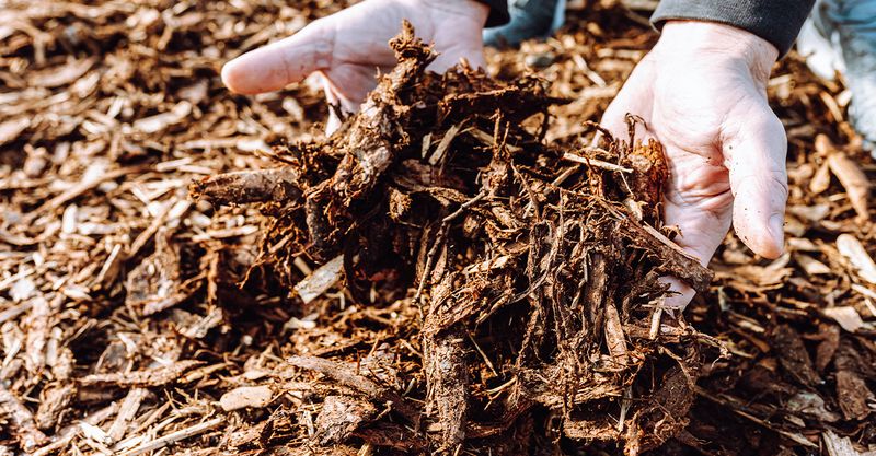 Organic Mulch Protects Sandy Soil And Feeds It As It Breaks Down