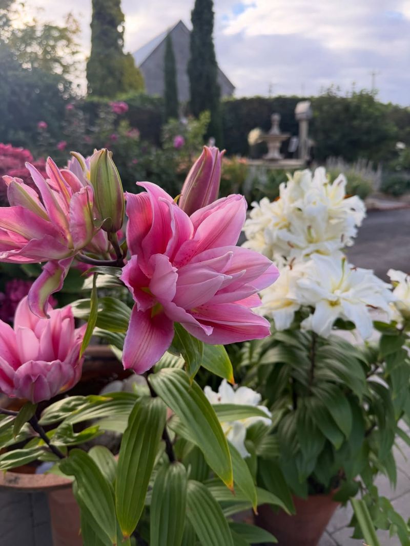 Oriental Lilies Bring Bold Perfume To Summer Borders