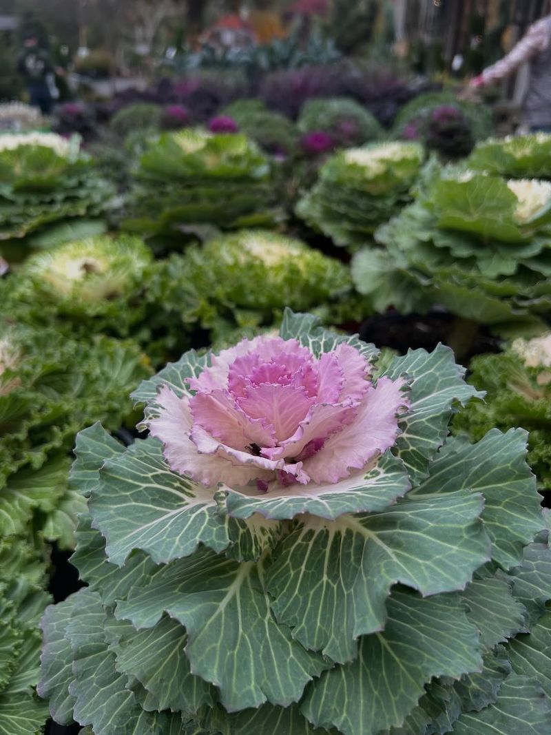 Ornamental Cabbage Carries Color Into Cold Weather Ornamental Cabbage Carries Color Into Cold Weather