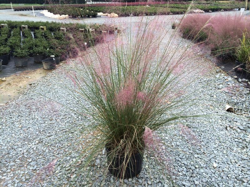 Grow Muhly Grass For Pink Fall Drama
