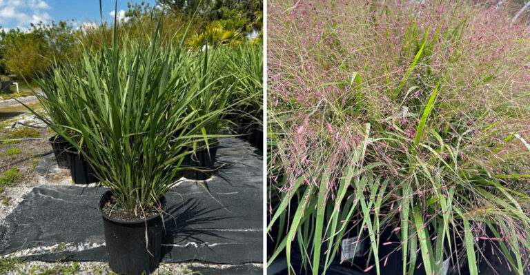 ornamental grasses in containers
