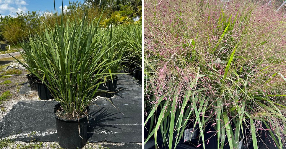 ornamental grasses in containers