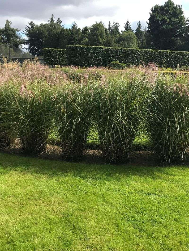 Ornamental Grasses Ornamental Grasses