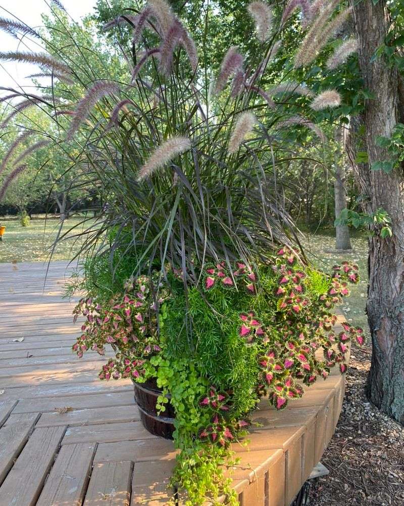 Ornamental Grasses Add Structure To Summer Containers