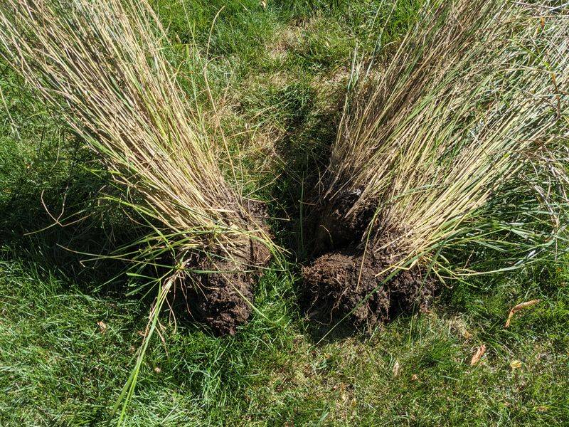 Ornamental Grasses Create More Plants In One Step Ornamental Grasses Create More Plants In One Step