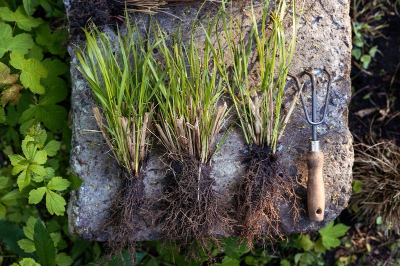 Ornamental Grasses Recover Best Before Heat Ornamental Grasses Recover Best Before Heat