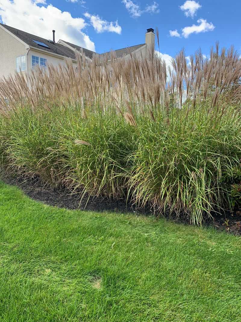 Ornamental Grasses (Soft Varieties)