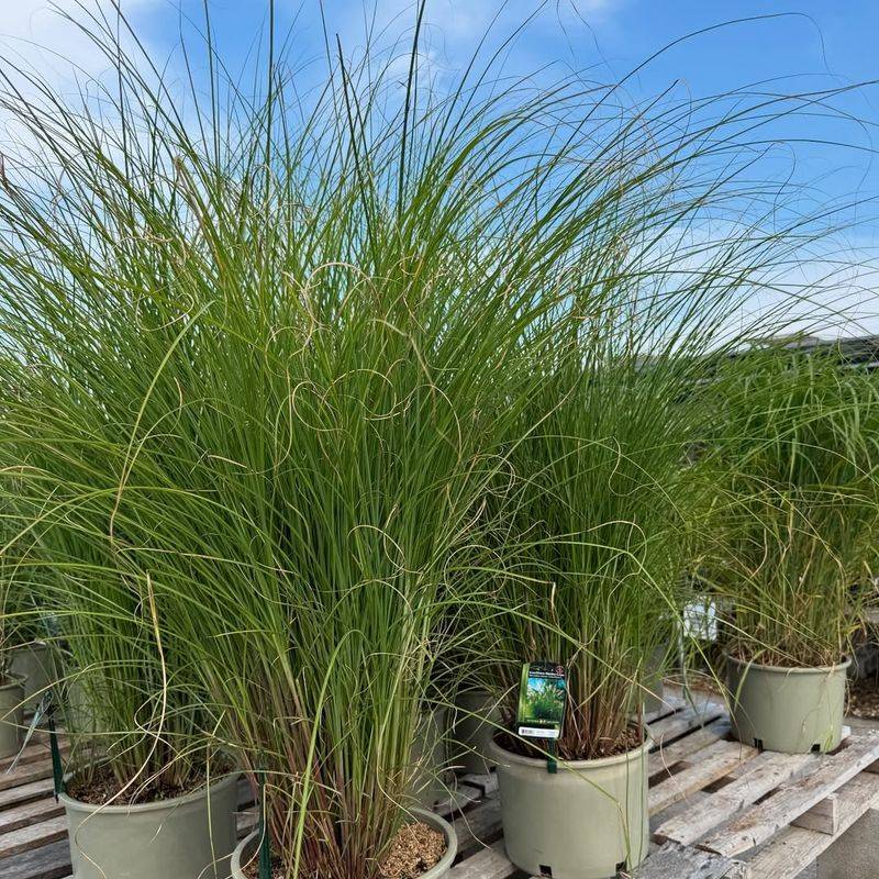 Ornamental Grasses