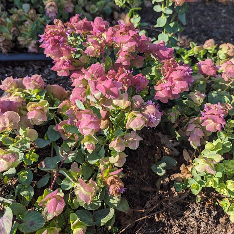 Ornamental Oregano Adds Soft Color And Texture