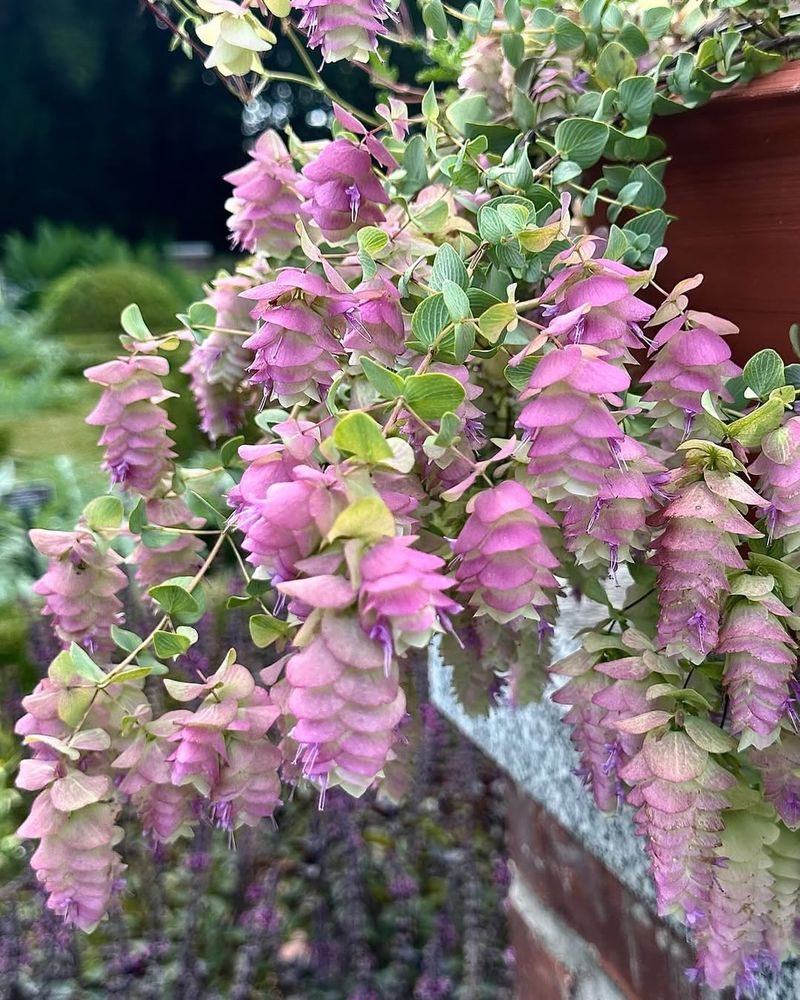 Ornamental Oregano Keeps Looking Good In Dry Pots