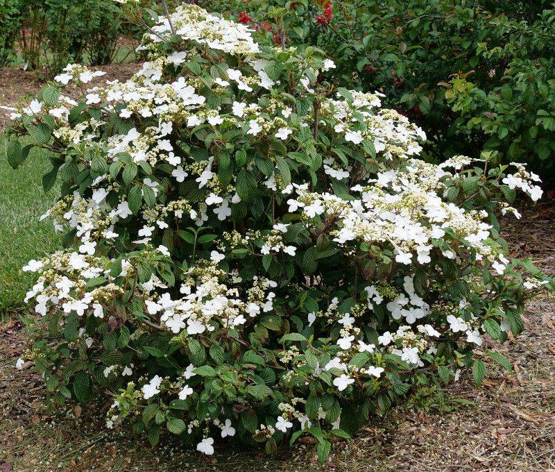 Ornamental Shrubs Showing Active Spring Growth