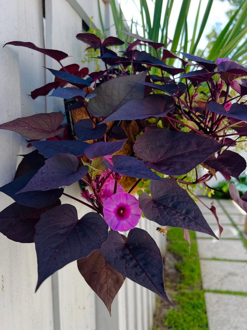 Ornamental Sweet Potato Vine 