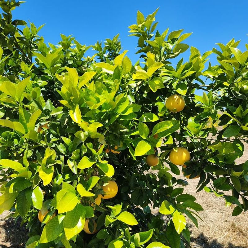 Oro Blanco Grapefruit Handles Dry Air More Smoothly