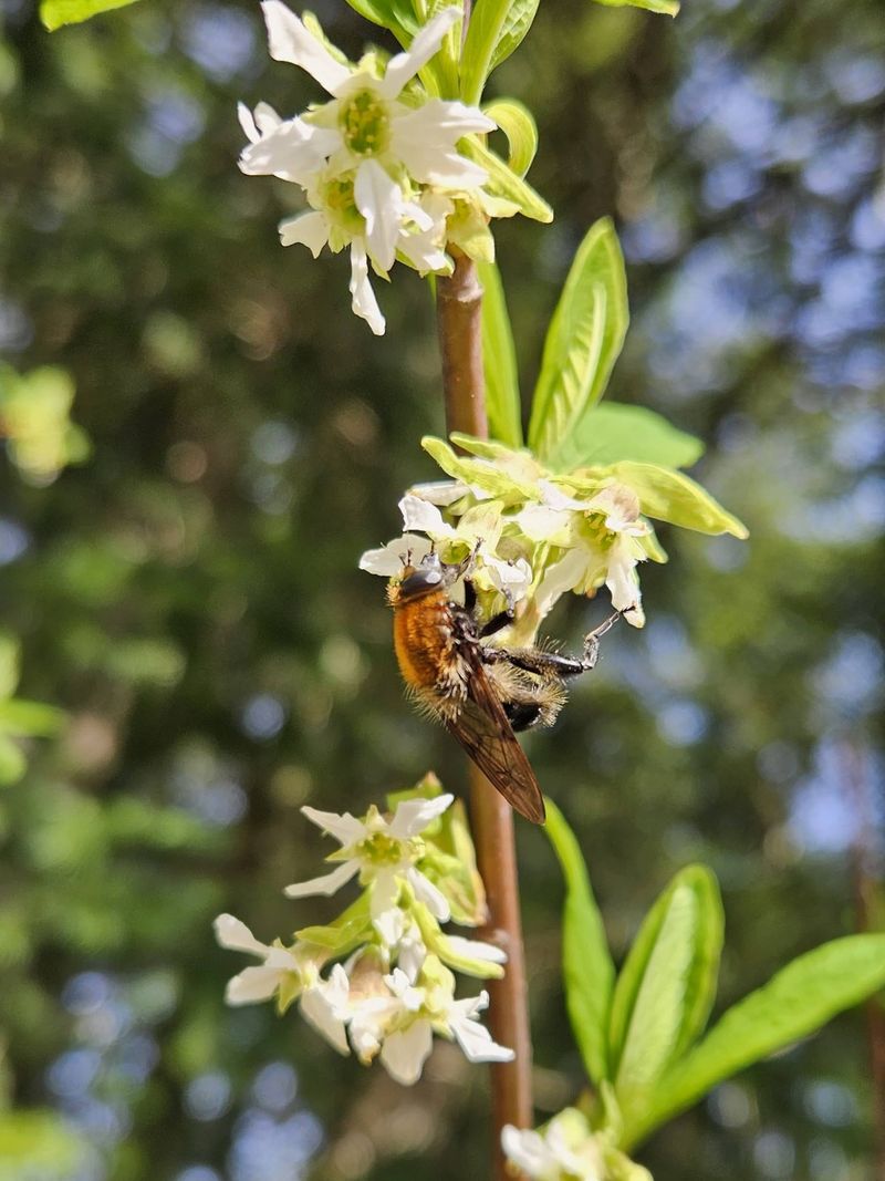 Osoberry Often Blooms Before Everything Else Even Stirs Osoberry Often Blooms Before Everything Else Even Stirs