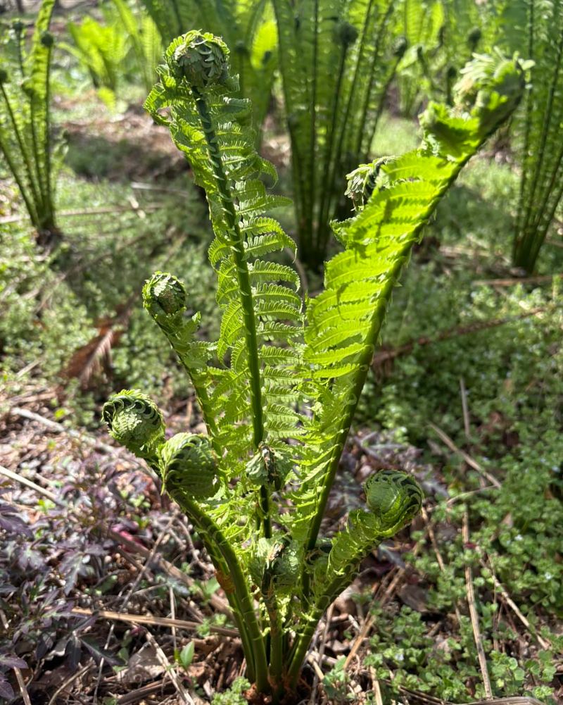 Ostrich Fern