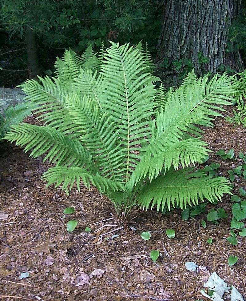Ostrich Fern Creates Large Lasting Colonies
