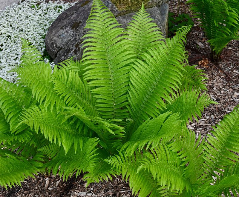 Ostrich Fern Creates New Plants Naturally Through Underground Runners