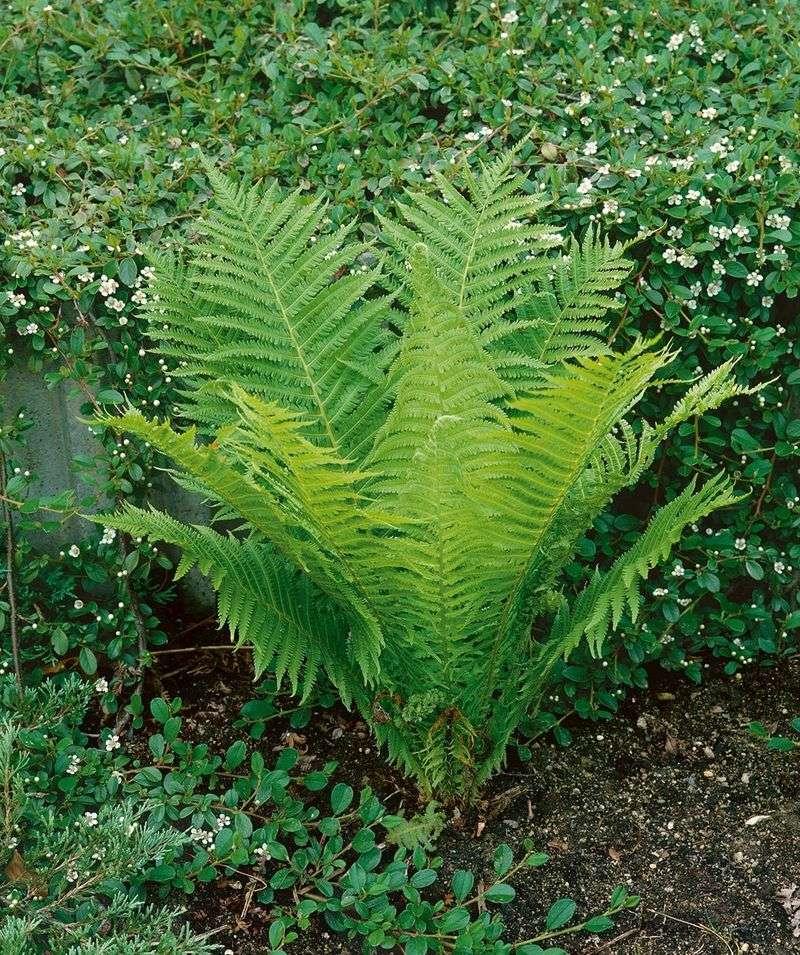 Ostrich Fern Fills Shade With Big Feathery Fronds