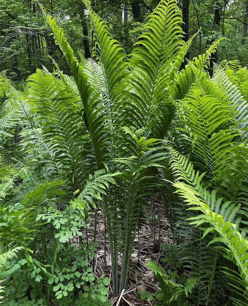 Ostrich Fern Spreads Through Underground Runners In Moist Shade